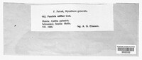 Puccinia calthae image